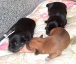 子犬